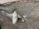 Fish image 1