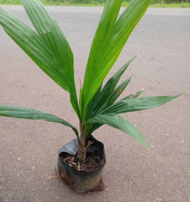 Oil Palm Seedling