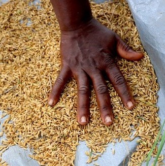 Rice Seeds