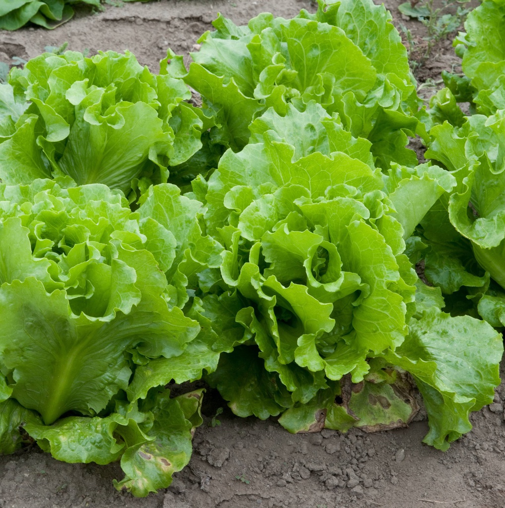 Lettuce