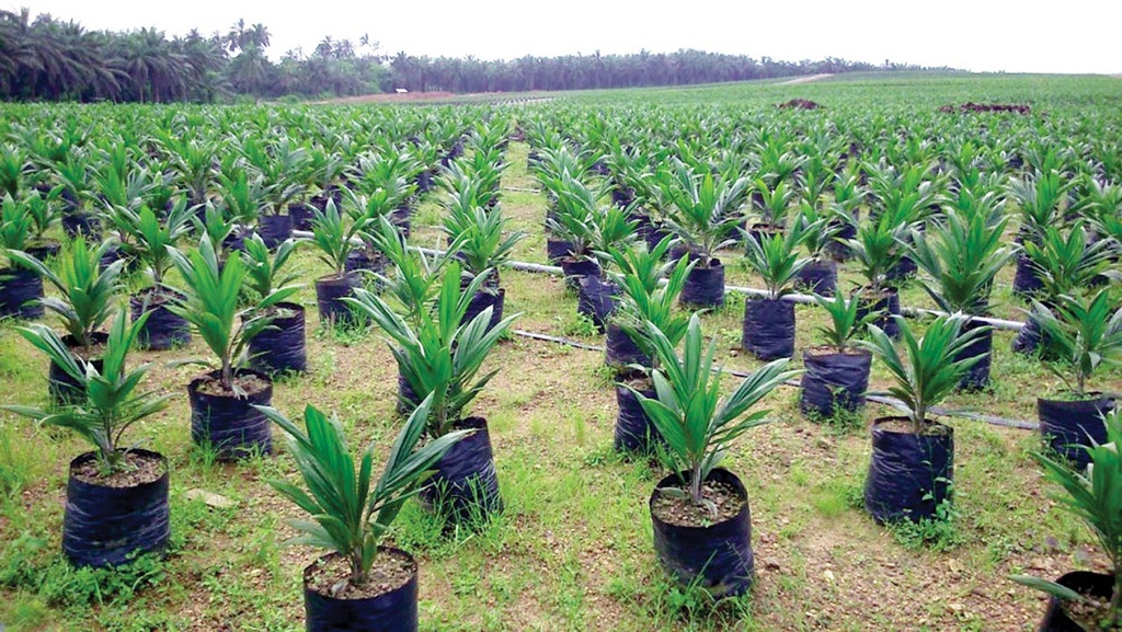 Oil Palm Seedling