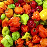 Peppers