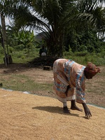 Rices