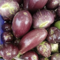 Eggplant