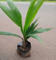 Oil Palm Seedling