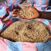 Rice Seeds