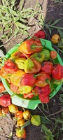 Peppers